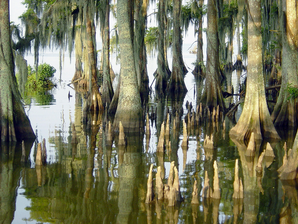 CYPRESSES-IN-WATER